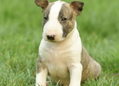 viberimage202108181333198661629401661