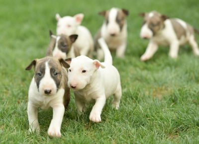 viberimage202108181333199531629401661