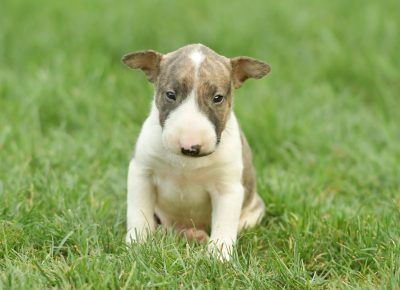 viberimage202108181333201001629401661