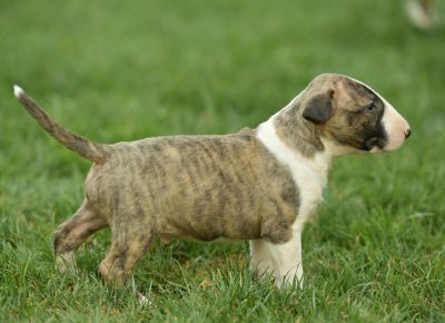 viberimage202108181340437731629401662