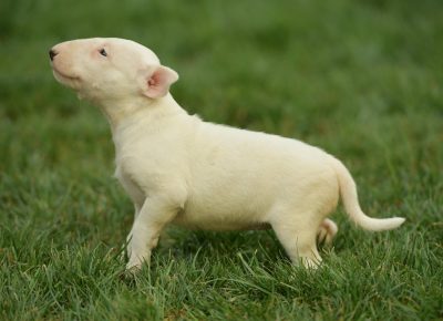 viberimage202108181340439101629401661