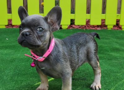 viberimage202108191608064221629447790