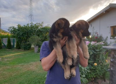 viberimage202108201743460421629539806