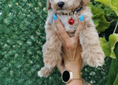 viberimage202108231327029241629789951