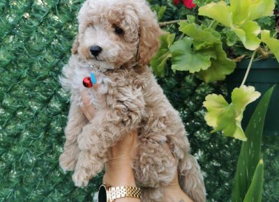 viberimage202108231327053211629789952