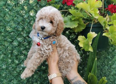 viberimage202108231327102441629789951