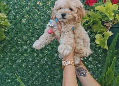 viberimage202108231327285191629789952