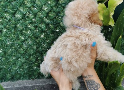 viberimage202108231327294751629789953