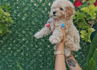 viberimage202108231327298621629789952