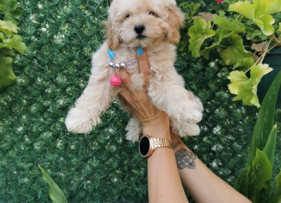 viberimage202108231327299101629789952