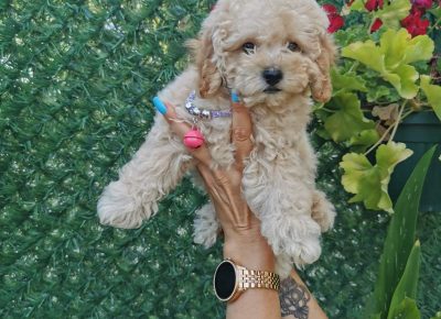 viberimage202108231327299831629789953