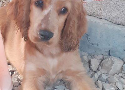 viberimage202108241148505911629832472