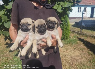 viberimage202108271808528211630149793