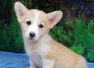 viberimage202108281728301541630245969