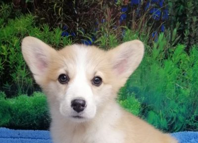 viberimage202108281728458181630245967