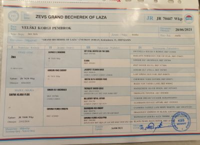 viberimage202108281728530651630245969