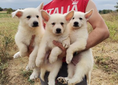 viberimage202108291629323401630274824