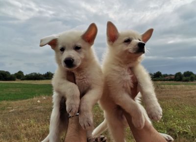 viberimage202108291630516401630274825