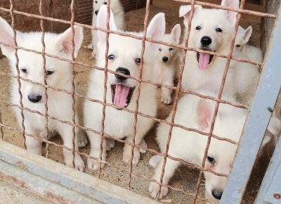 viberimage202108291630518341630274826