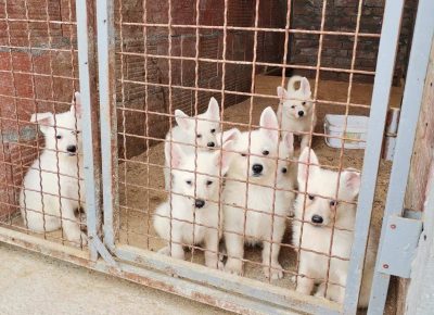 viberimage202108291630519511630274825