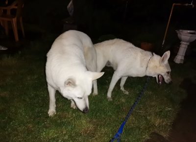 viberimage202108291630519951630274824