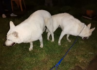 viberimage202108291630520411630274825