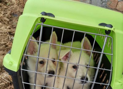 viberimage202108291630521071630274825