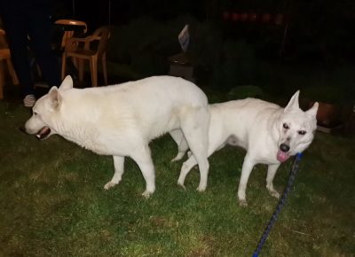 viberimage202108291630521591630274826