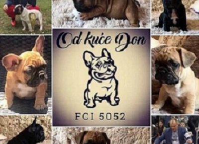 10FrancuskiBuldog1630771222