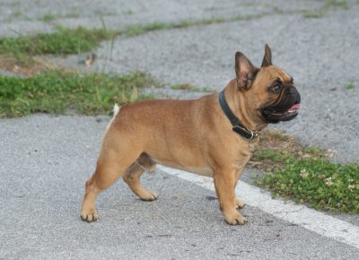 1181485933409311973168608096221464426470269n1631640104