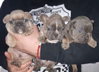 1CLjubomir1631171494