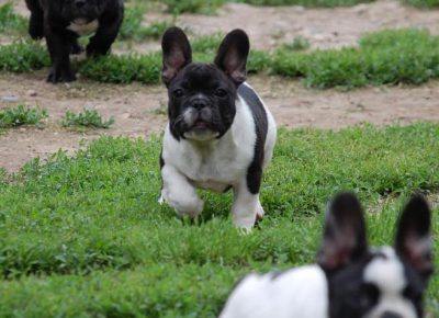 1FrancuskiBuldog1630771222