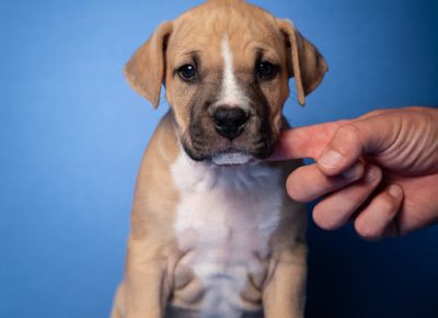 23060593010583665983043422344767897382474499n1630914758