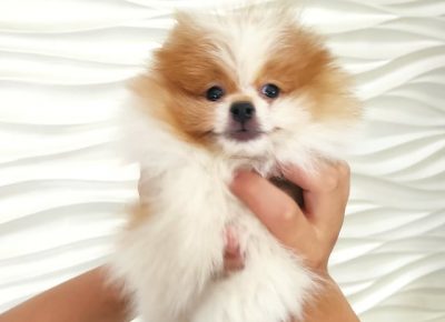 2375264515429293967629288288286511660026552n1632307212