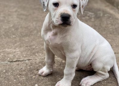 2420621568451100197038291551660145046399698n1632043075