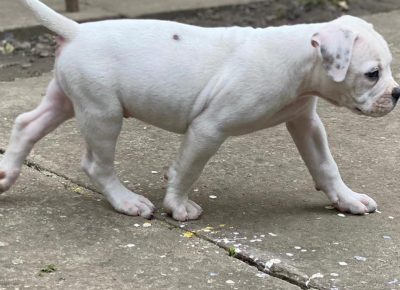 2421260862013909453243394406282009927123385n1632043073