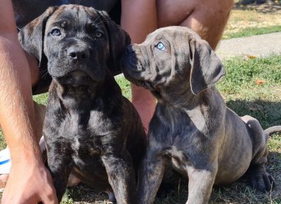 243195448442695973827635309728377333604084n1632828575