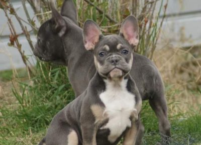 3CLjubomir1631171505