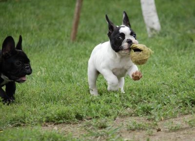 3FrancuskiBuldog1630771221