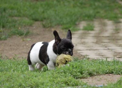 4FrancuskiBuldog1630771223