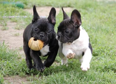 5FrancuskiBuldog1630771222