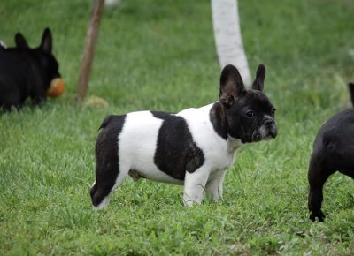 6FrancuskiBuldog1630771221