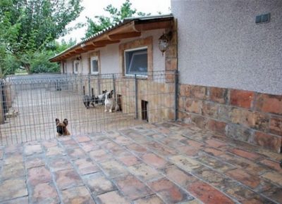 8FrancuskiBuldog1630771223