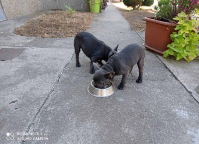 AARMINfeketic31631453952