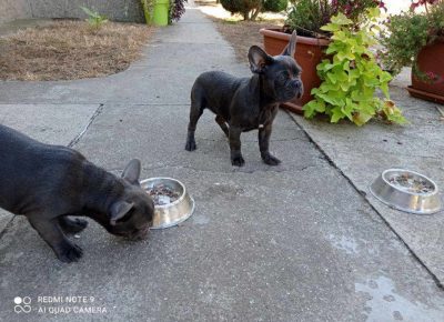 ARMINfeketic41631453952