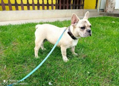 ARMINfeketic71631453953