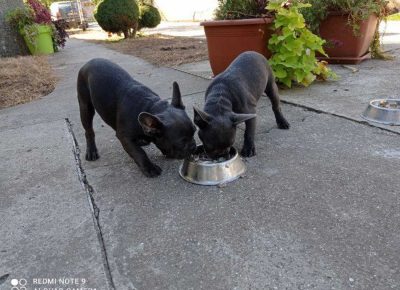 ARMINfeketić61631453952