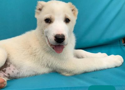 AZImiloš21632051098