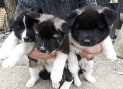 AkitaPups189843e0b91632322901