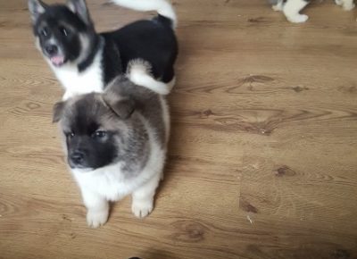 AkitaPups1s5abbedd33161d1632322899